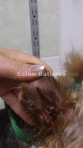 Ouška udržujeme také v čistotě