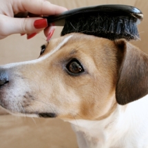 Woman brushing dog's hair